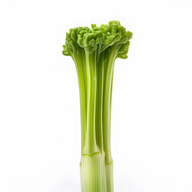 A green celery is shown with a white background.