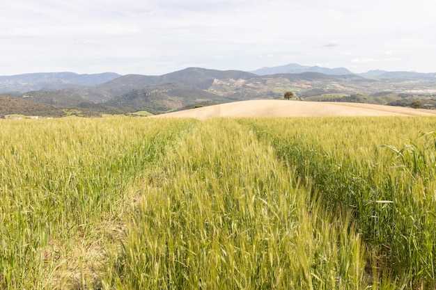 Green cereal crop field Wheat plant moving in the wind