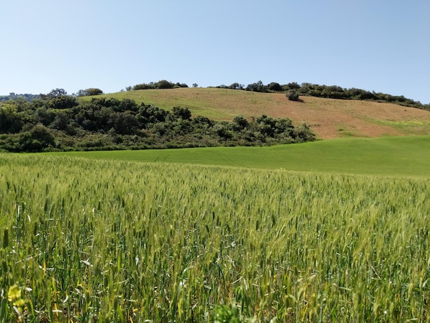 Green cereal crop field Wheat plant moving in the wind