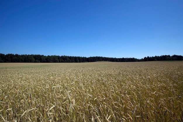 Green cereal field with wheat in summer