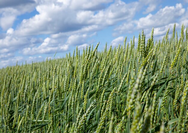 Green cereal field with wheat in summer