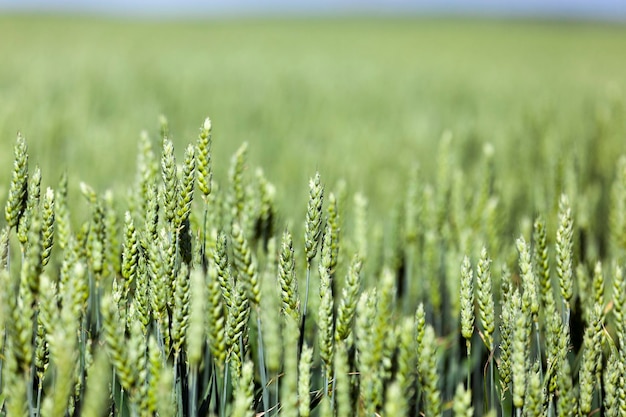 Green cereals closeup