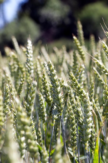 Green cereals closeup