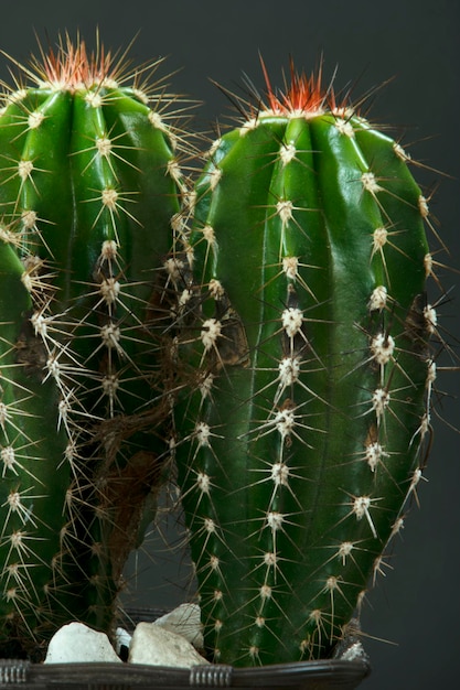 Green cereus cactus with reddish spikes on top and black environment