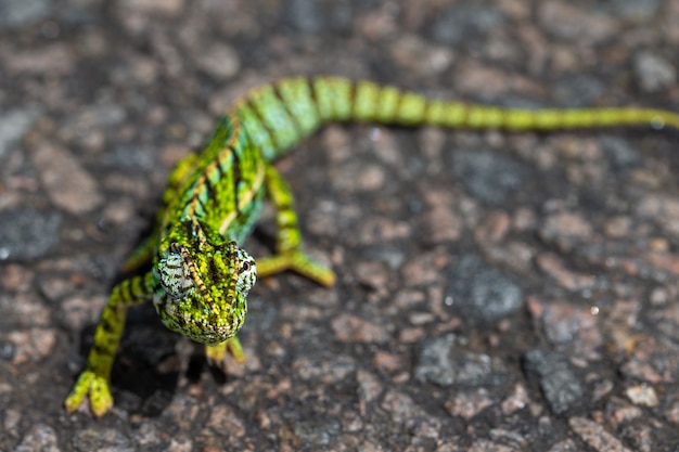 Green chameleon on the asphalt