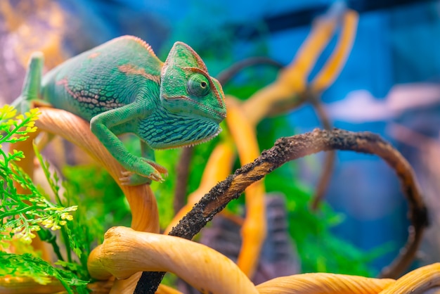 Green chameleon on a branch. Domestic pet exotic tropical animal.