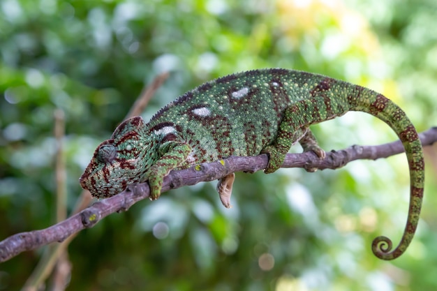 Green chameleon on a branch in nature