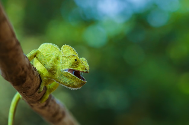 Green chameleon india