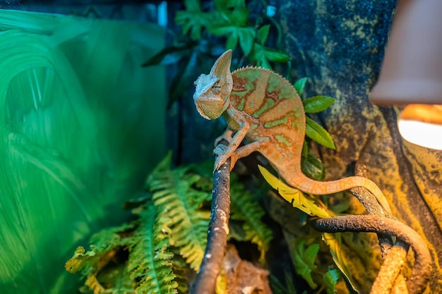 A green chameleon lizard lurks in its terrarium on a tree and sits motionless