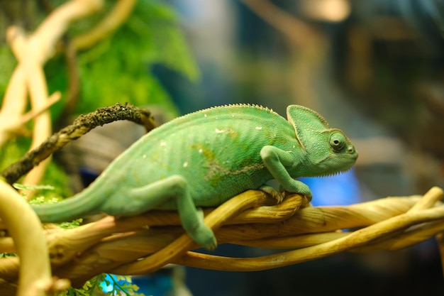 A green chameleon sits on a tree in a botanical garden High quality photo