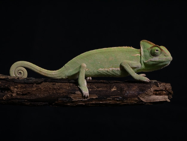 Green chameleon on wood, animal closeup.