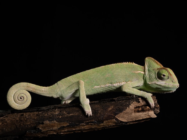 Green chameleon on wood, animal closeup.