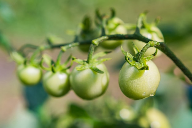 Green cherry tomatoes grow on bushes in the vegetable garden in summer. Close-up