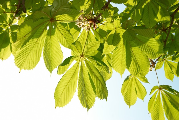 Green chestnut leaves with sunny blue sky.