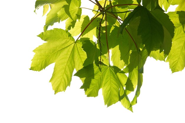 Green chestnut leaves with sunny blue sky.