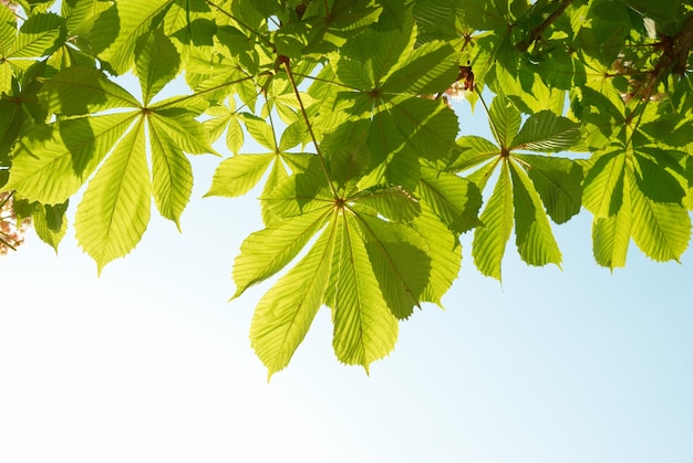 Green chestnut leaves with sunny blue sky.