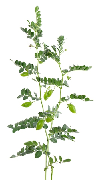 Green chickpeas branch isolated on white background Chickpea in the pod and flowers