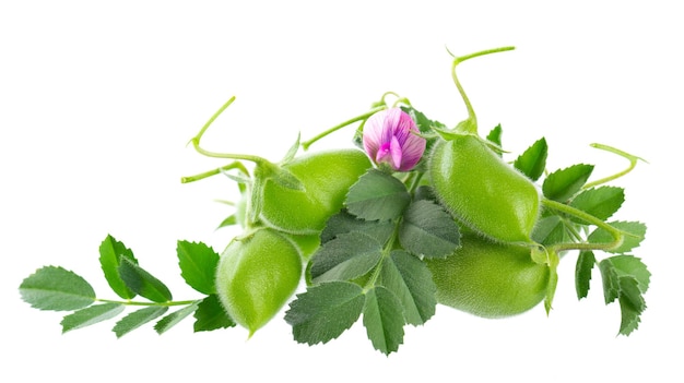 Green chickpeas in the pod with green leaves and flowers isolated on white background Cicer arietinum Clipping path