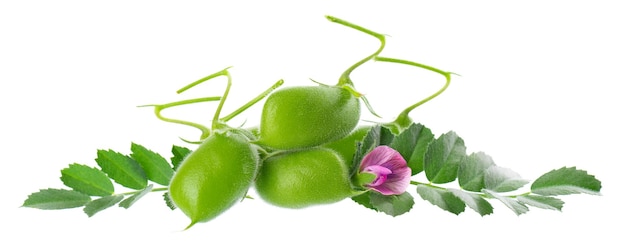 Green chickpeas in the pod with green leaves and flowers isolated on white background Cicer arietinum Clipping path