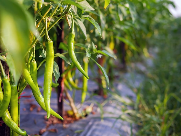 Green chilli in the garden organic green chilli growing on chilli tree