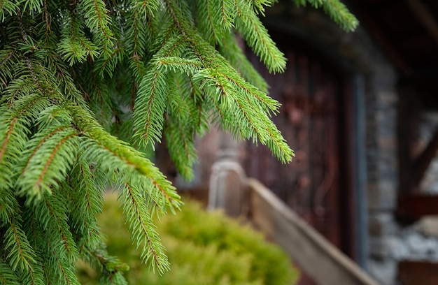 Green christmas natural background Closeup of spruce branches The basis for the Christmas card