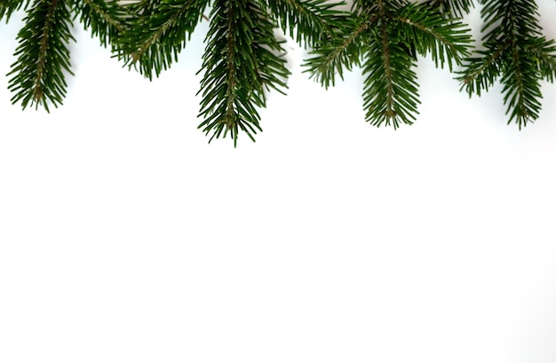 A green Christmas tree branch on a white background in the corner of the frame.