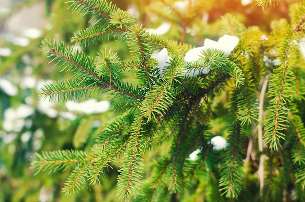 Green Christmas tree