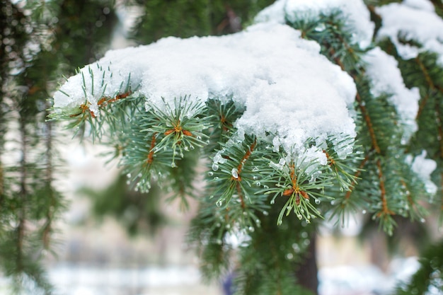 Green Christmas trees in a winter park covered with snow