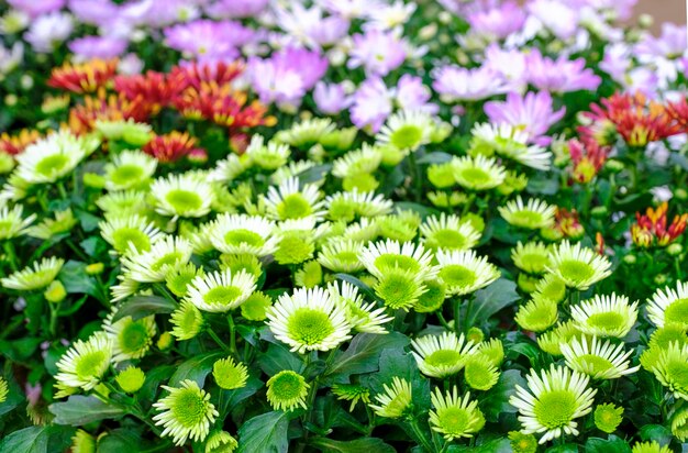 Green chrysanthemums or asters in a pot close-up. Sale in the store. Selective focus