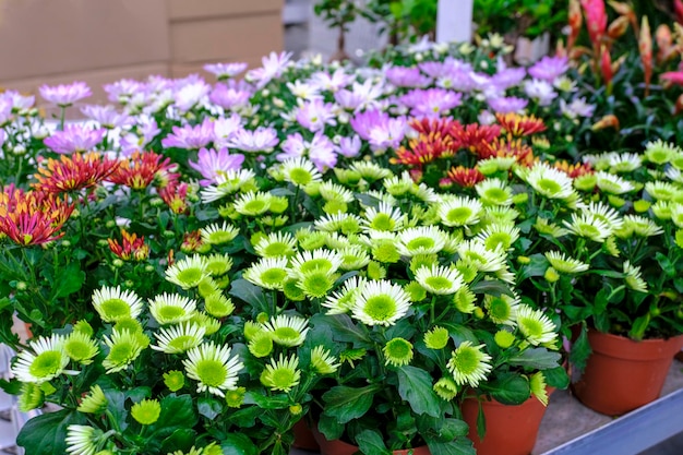 Green chrysanthemums or asters in a pot close-up. Sale in the store. Selective focus.