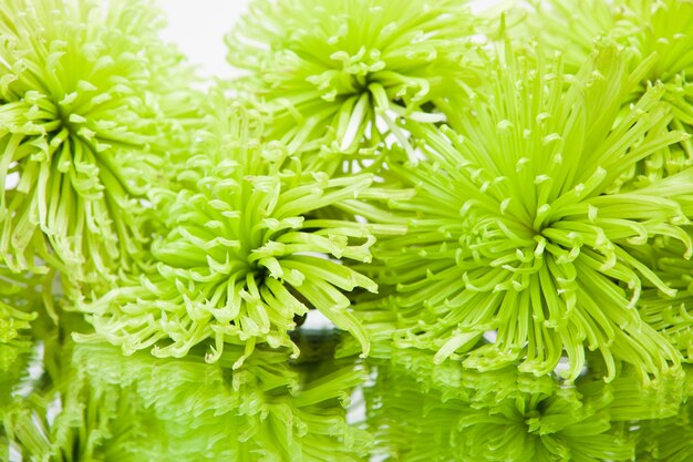 Green chrysanthemums