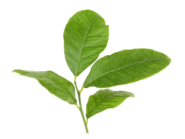 Green citrus leaves isolated on white