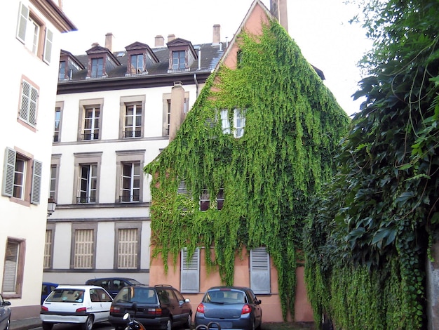 A green climbing plant weaves around the old building of the city forming a beautiful decoration