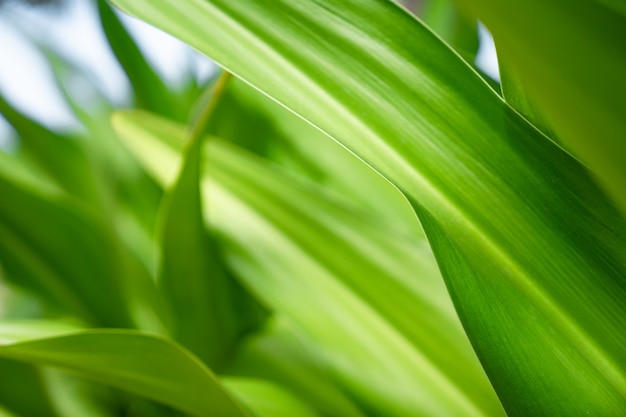 Green close up nature large leaf in relaxing mood and tone with smooth curve and line on rim of leaf.