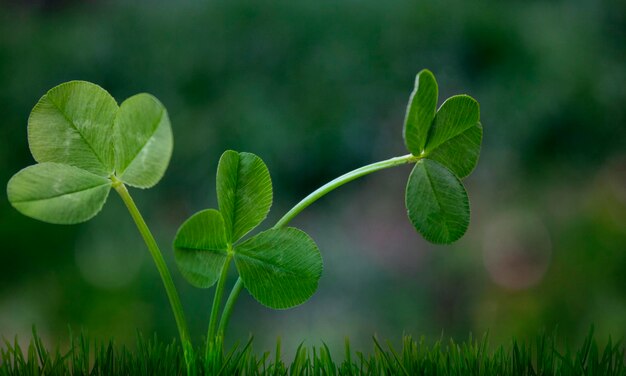 A green clover is growing in the grass.