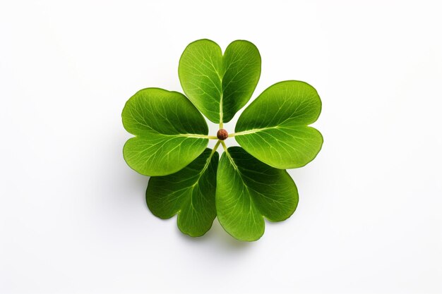 Photo green clover leaf isolated on white background high quality