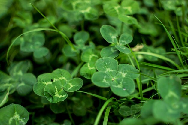 Green clover leaves background with some parts in focus