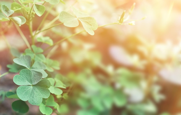 Green clover leaves in selective focus