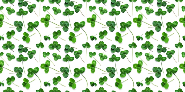 Green clover, the symbol of the holiday St. patrick's day.