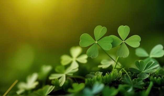 a green clover with the sun behind it