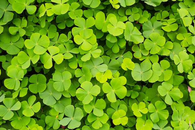 Green clovers leaf background