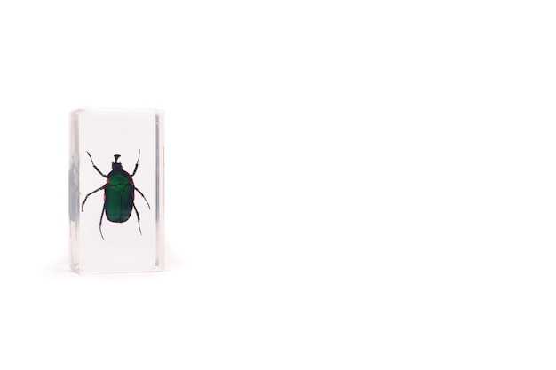 Green cockchafer inside the plastic case, insect collection, white background, copy space,