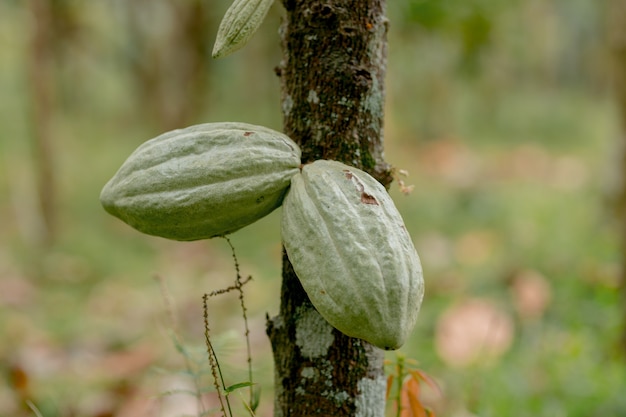 Green Cocoa pods grow on the tree