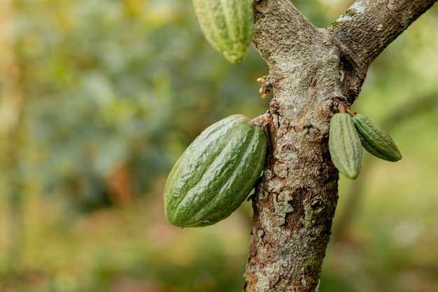 Green Cocoa pods grow on the tree