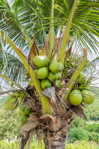 Green coconut cluster 