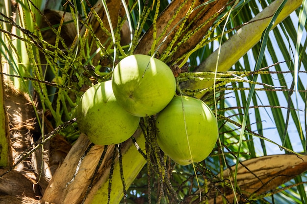 Green coconut in a coconut tree in Rio de Janeiro.