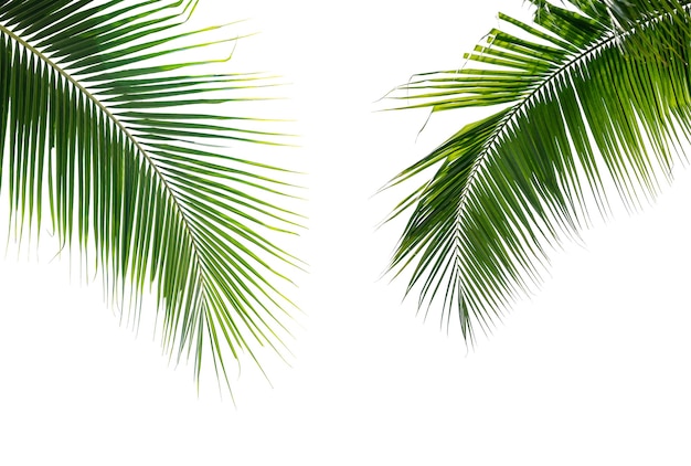 Green coconut palm leaves isolate on white background