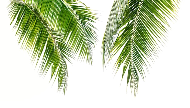 Green coconut palm leaves isolate on white surface