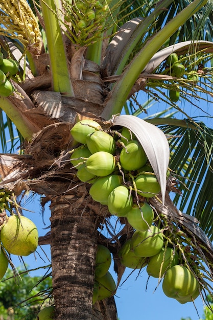 Photo green coconut on tree