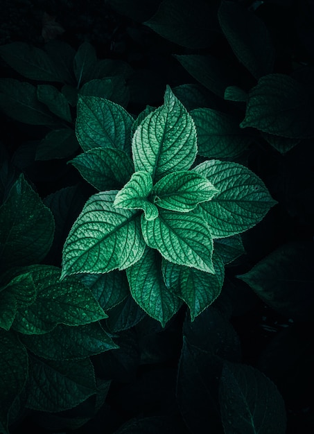 Green and colorful plant leaves textured in the garden in summer